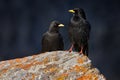 Bird in Alp, Switzerland Alpine Chough, Pyrrhocorax graculus, black bird, pair sitting on the stone with lichen. animal in the Royalty Free Stock Photo