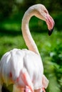Bird American flamingo
