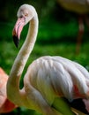 Bird American flamingo