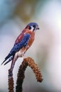 Bird-American kestrel staanding on branch Royalty Free Stock Photo