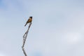 Bird american robin