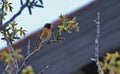 Bird american robin