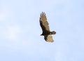 Bird American vulture turkey vulture in the sky. Puerto Madryn. Argentina.