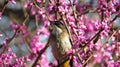 Bird amid flowers