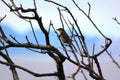 Bird amongst branches Royalty Free Stock Photo