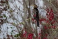 Bird Anhinga in America