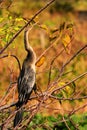 Bird: Anhinga at Sunset