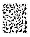 Bird Animal Activity Silhouettes