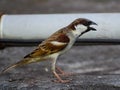 bird animal beak wildlife finch sparrow branch nature wing shorebird robin blackbird hummingbird twig yellow