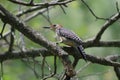 Bird animal wildlife redheaded woodpecker