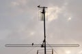 Bird antenna