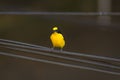 Male Euphony bird perched on a wire