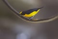 Male Euphony bird perched on a wire