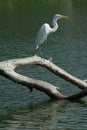 Bird aquatic Royalty Free Stock Photo