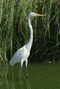 Bird aquatic Royalty Free Stock Photo