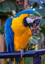 Bird Ara ararauna, blue and yellow macaw aka Arara Caninde, exotic brazilian bird