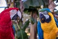 Bird Ara ararauna and Red macaw eating , blue and yellow macaw aka Arara Caninde and red macaw, exotics brazilian birds