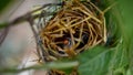 A bird in an artificial nest in captivity incubates eggs