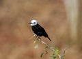 Bird arundinicola leucocephala on the tree