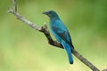 Bird (Asian Fairy Bluebird)