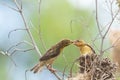 Bird Asian Golden Weaver feeding baby bird