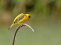 Bird (Asian Golden Weaver) , Thailand