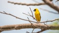 Bird (Asian golden weaver) on a tree