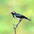 Bird (Asian Pied Starling) , Thailand