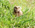 Bird athene cunicularia in the grass Royalty Free Stock Photo