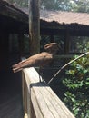 A bird in Atlanta zoo