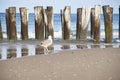 Bird at the Atlantic coast