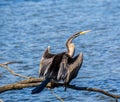 Bird Australasian darter spreads its wings Royalty Free Stock Photo