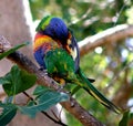 Bird - Australian Lorrikeet