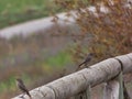bird autumn outdoors in spain animal nature ornithology nature b