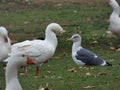 bird autumn outdoors in spain animal nature ornithology nature b