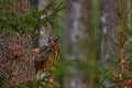 Bird in autumn wood, beautiful sun light between the trees. Wildlife scene from nature. Big owl in forest habitat, sitting on old Royalty Free Stock Photo