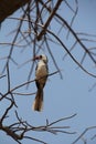 Birds at ruaha national park day time. Royalty Free Stock Photo