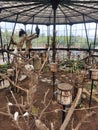 Bird Aviary at lembang park zoo