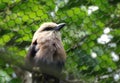 Bird Aviary Zoo Royalty Free Stock Photo