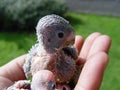 Bird baby