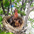 Baby bird in nest waiting for food Royalty Free Stock Photo