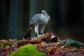 Bird bahaviour, wildlife scene from nature. Goshawk with killed Common Pheasant on the moss in green forest, bird of prey in the Royalty Free Stock Photo