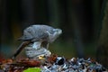 Bird bahaviour, wildlife scene from nature. Goshawk with killed Common Pheasant on the moss in green forest, bird of prey in the Royalty Free Stock Photo