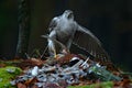 Bird bahaviour, wildlife scene from nature. Goshawk with killed Common Pheasant on the moss in green forest, bird of prey in the Royalty Free Stock Photo