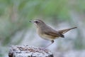 bird baiting with fresh and died worms put on flat dirt pole Royalty Free Stock Photo