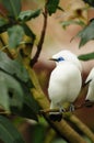 Bird --- Bali Mynah Royalty Free Stock Photo