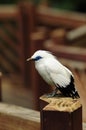 Bird --- Bali Mynah Royalty Free Stock Photo