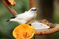 Bird --- Bali Mynah