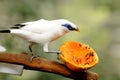 Bird --- Bali Mynah Royalty Free Stock Photo