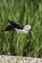 Bird ballet dancer in arabesque position Royalty Free Stock Photo